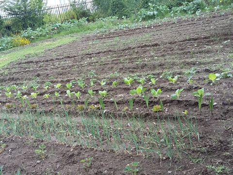 Germinação das plantas.